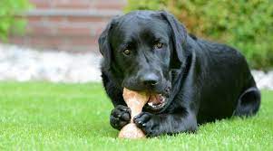 Can Dogs Eat Pork Bones From Ribs Or Pork Chops Are They Safe