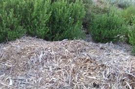 Volcano mulching is harmful to trees A Short Lesson In Planting Mulching And Watering California Native Plants
