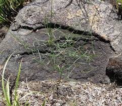 Image result for Schizobasis intricata