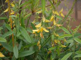 Image result for Crotalaria juncea