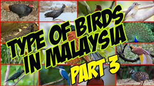 Beberapa jenis tersebut dapat dibedakan dengan fitur/ciri berdasarkan ukuran tubuh, warna bulu, suara. Jenis Burung Di Malaysia Dan Nama Saintifik Type Of Birds In Malaysia And Scientific Name Part 3 Youtube