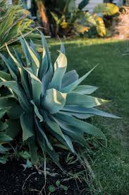 We did not find results for: How To Grow And Care For Agave Agave Plant Plants House Plant Care