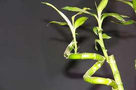 Decoraci n con bamb 20 ejemplos para decorar tu casa. Bambu De La Suerte Plantas Recomendadas Para El Jardin Del Hogar Plantas