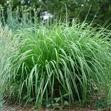 Image result for Panicum comorense