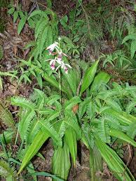 Image result for Phaius