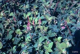 Image result for Desmodium intortum