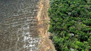 Climate change: New UK law to curb deforestation in supply chains - BBC News