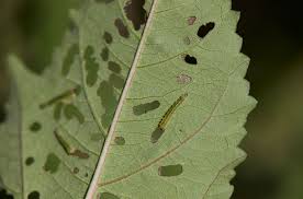 Check spelling or type a new query. Identifying And Controlling Cabbage Worms