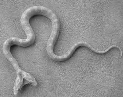 Black And White Corn Snake For Sale 2headedsnake In 2020 Corn Snake Cute Snake Pretty Snakes