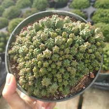Image result for Euphorbia