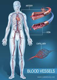 Learn more from cleveland clinic about the major blood vessels with illustrations of upper and lower body circulation. Blood Vessels Circulatory Anatomy