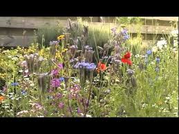 Planting the wild garden by kathryn o. Wild Garden 2011 Youtube