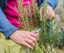 Image result for rosemary pruning