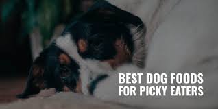 Why is my dog a picky eater? 15 Best Dog Foods For Picky Eaters Top Palatability Flavors Faq