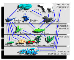 the flow of energy higher trophic levels