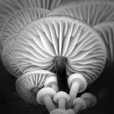 Black And White Mushroom White Mushrooms Mushroom Art Stuffed Mushrooms Fungi