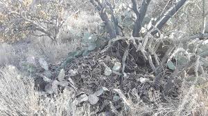 A general recommendation is to irrigate eucalyptus trees infrequently (possibly once a month during drought periods) but with sufficient. Microwave Slang