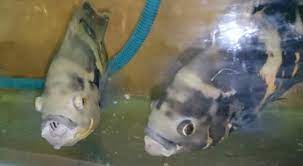 Oscar fish are known for their quite aggressive behavior towards other fish. Do Oscar Fish Have Teeth Are They Big Sharp