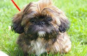 Shih Tzu Puppies For Sale Near Me Find The Best Places To Buy Near You Shih Tzu Puppy Shih Tzu Dog Maltese Shih Tzu