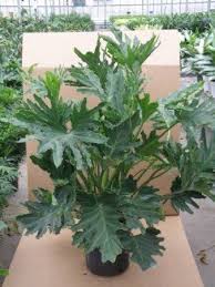 Philodendron Selloum Hope House Plants Indoor Plants Indoor Plants