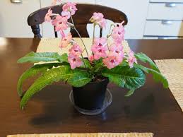 Image result for Streptocarpus montis-bingae