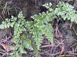 Image result for sleziník Asplenium