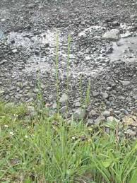 Image result for Lolium