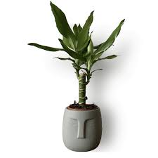 Containers should have drainage holes in the base to allow water to drain quickly from the soil. How To Care For Dracaena Fragrans Leafy Life