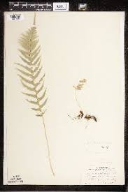 Image result for Dryopteris kilemensis