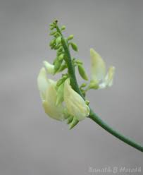 Image result for Abrus melanospermus