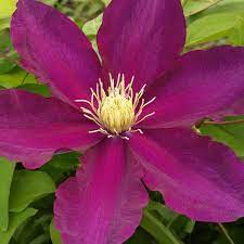 Maybe you would like to learn more about one of these? Clematis Mrs Yuki Brushwood Nursery Clematis Specialists