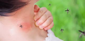 Paludisme ✔ найдено 3 значения слова ✔ m малярия (возб. Paludisme Une Molecule D Interet Trouvee Dans Le Grand Nord Canadien