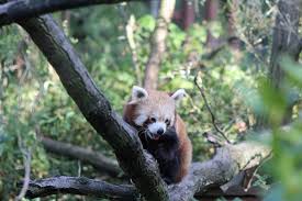 Nabízené zboží je v různých cenových a. Mlade Binturonga Picture Of Zoo Ostrava Ostrava Tripadvisor