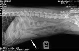 For dogs with small, low grade (well differentiated) tumors without lymph node involvement, the average it is most often found in the dog's heart and spleen. Spleen In Dogs And Cats Long Beach Animal Hospital