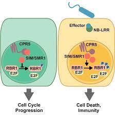Substantial evidence supports the prevailing notion that plants possess a two. A Noncanonical Role For The Cki Rb E2f Cell Cycle Signaling Pathway In Plant Effector Triggered Immunity Sciencedirect