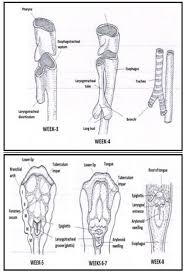 We did not find results for: Schematic Representation Of Normal Development Of Trachea And Esophagus Download Scientific Diagram