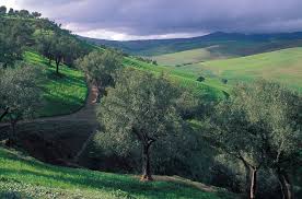 Moroccan Olives Olives Are At The Heart Of Moroccan Culture In The Countryside You Ll Regularly Come Across Large Oliv Countryside Morocco Natural Landmarks