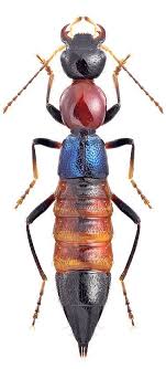 Epingle Par Gerry Mullon Sur Beetlejuicing Animaux Insectes Les Petites Betes