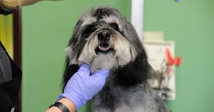 Per molti è un compagno fedele di vita, con cui trascorrere attività all'aria aperta che possono fare bene sia . Giornata Mondiale Del Cane Lav Lancia Un Appello Aiutiamo I Cani Disabili Il Fatto Quotidiano