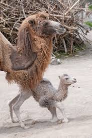 The fleece of a camel is called camel fleece. Baby Camel Born Today In Zurich Zooborns