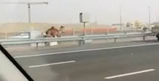 Best memes about 23 super funny memes for your friday in 2019. A Camel Was Seen Running Down The Highway Gif On Imgur
