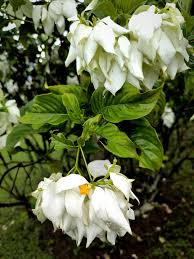 Image result for Rubiaceae