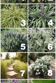 Maybe you would like to learn more about one of these? Native Drought Tolerant Plants For Your Yard Drought Tolerant Garden Drought Tolerant Plants Drought Tolerant Landscape