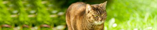 Check spelling or type a new query. How To Keep Cats Off Gardens Garden World