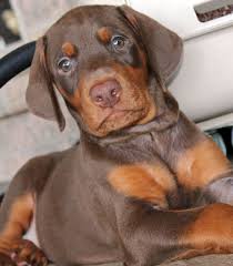 Search los angeles dog rescues and shelters here. Doberman Pinscher Puppies For Sale Los Angeles Ca 235361