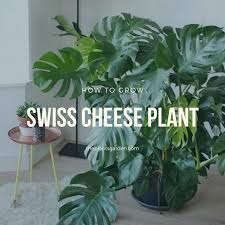 Jan 26, 2021 · monstera deliciosa plant profile monstera deliciosa care. How To Grow And Care For Swiss Cheese Plant Monstera Deliciosa