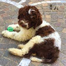 Puppyfinder.com is the best place to advertise lagotto romagnolo puppies for sale and lagotto romagnolo dogs for adoption in new york, usa. Selling A Lagotto Romagnolo Italian Breeder Valle Dei Medici