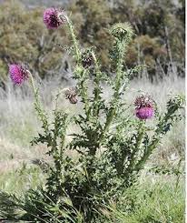 Image result for Carduus nyassanus