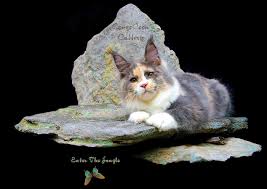Maine Coon Cats Congocoon