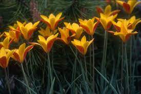 Plant Of The Week The Lady Tulip Plants Garden Park Tulips